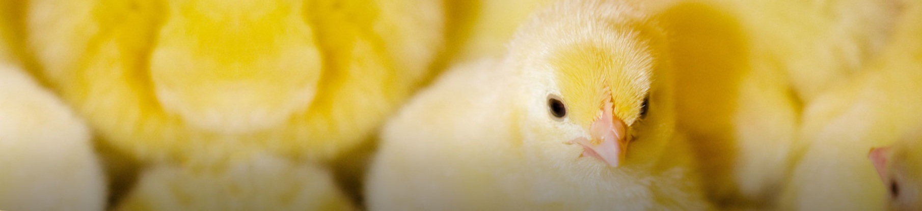 Animal Nutrition & Health